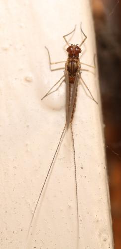 Réf. 282 693 : Cloeon dipterum